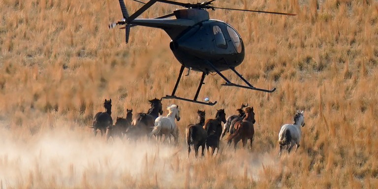 A helicopter pushes wild horses during a roundup on July 14, 2021, near U.S. Army Dugway Proving Ground, Utah.