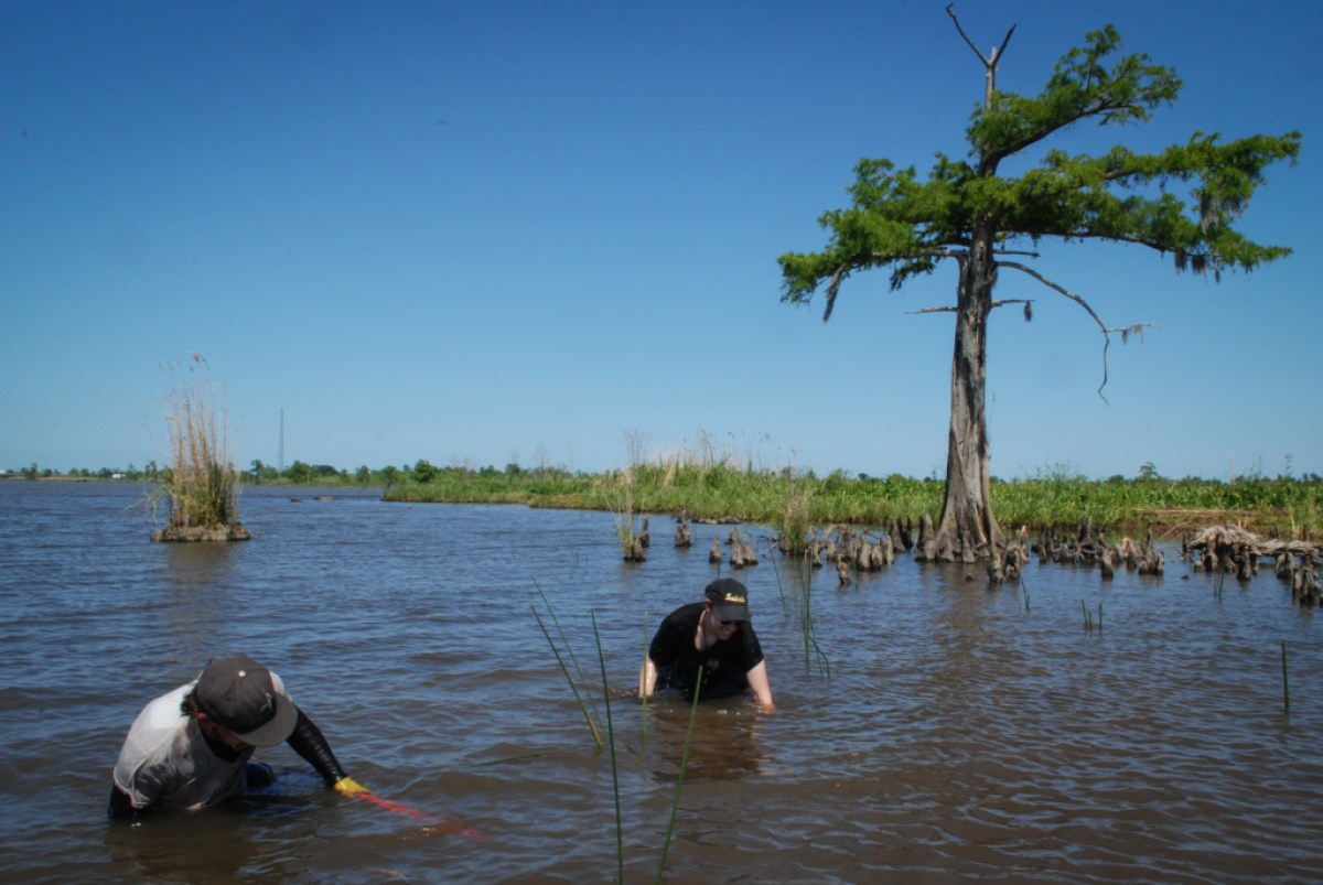 Volunteers use boats to plant marshgrass around Lake Maurepas Wildlife Management Area to prevent erosion and protect surrounding communities from storm surge. Air Products' CCS project would entail piping CO2 through the preserve for storage beneath the lake.