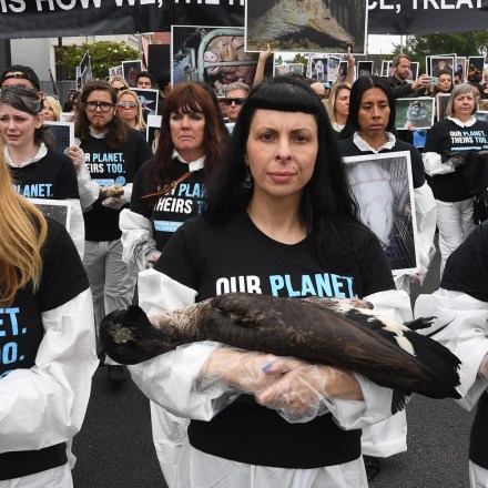 Animal rights activists carry the bodies of slaughtered animals as they hold a protest march during the 9th Annual National Animal Rights Day in Los Angeles on June 2, 2019. - The group held a sombre march through the streets of Los Angeles before holding a memorial service for slaughtered animals. (Photo by Mark RALSTON / AFP)        (Photo credit should read MARK RALSTON/AFP via Getty Images)