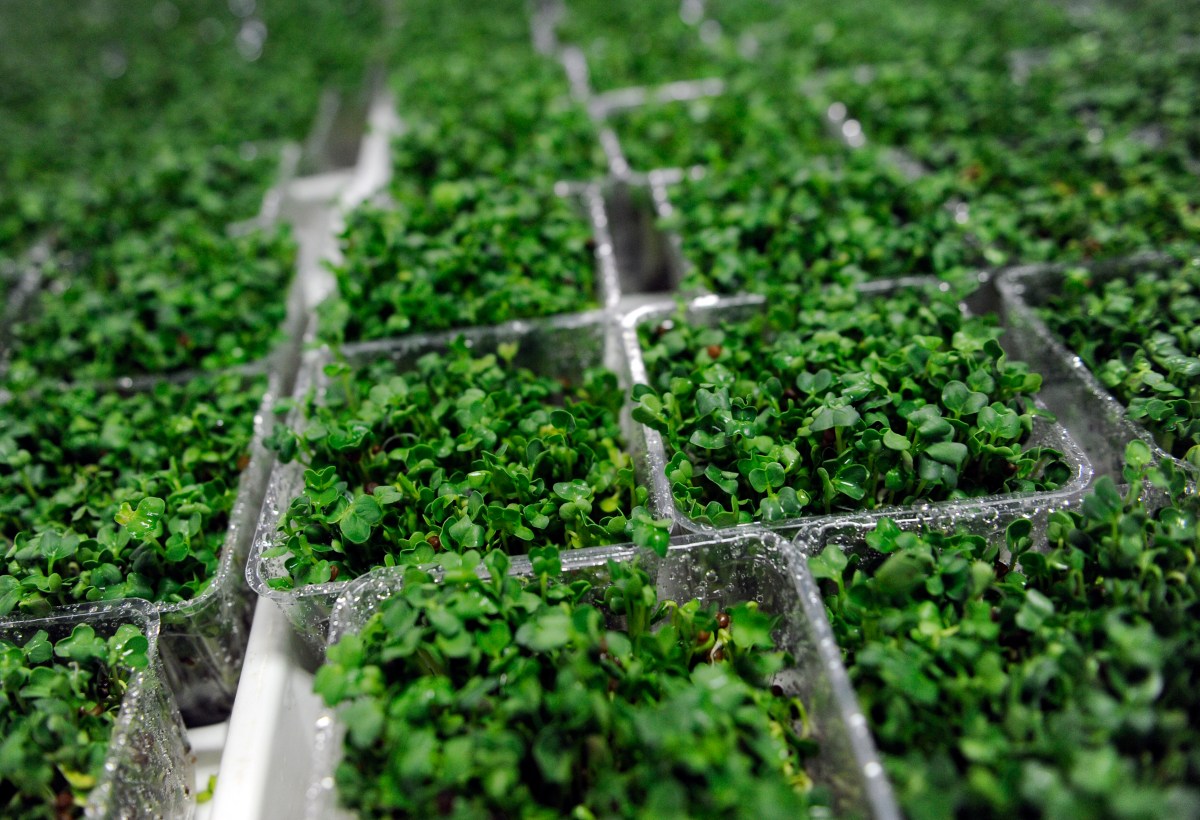 BROCCOSPROUTS06 Organic broccoli shoots grow at Friends Trading Company in Northglenn. Broccoli sprouts are a hot new trend in nutrition circles. The sprouts have alleged anti-cancer properties. RJ Sangosti/ The Denver Post  (Photo By RJ Sangosti/The Denver Post via Getty Images)